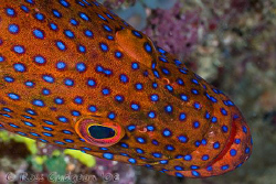 Coral Cod.  Ningaloo Reef, Western Australia.  Canon 40D ... by Ross Gudgeon 